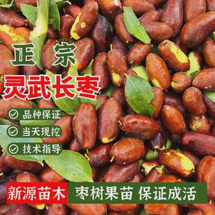 灵武长枣树苗特大嫁接红枣树活苗冬枣树苗南北方种植盆栽当年结果
