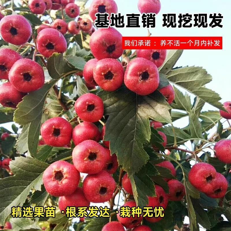 山楂树活苗大金星大五棱苗甜红子嫁接歪把红果苗山里红果树苗果苗
