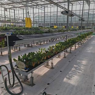 无土栽培升降育苗种植槽空中栽培草莓种植立体栽培蔬菜种植槽