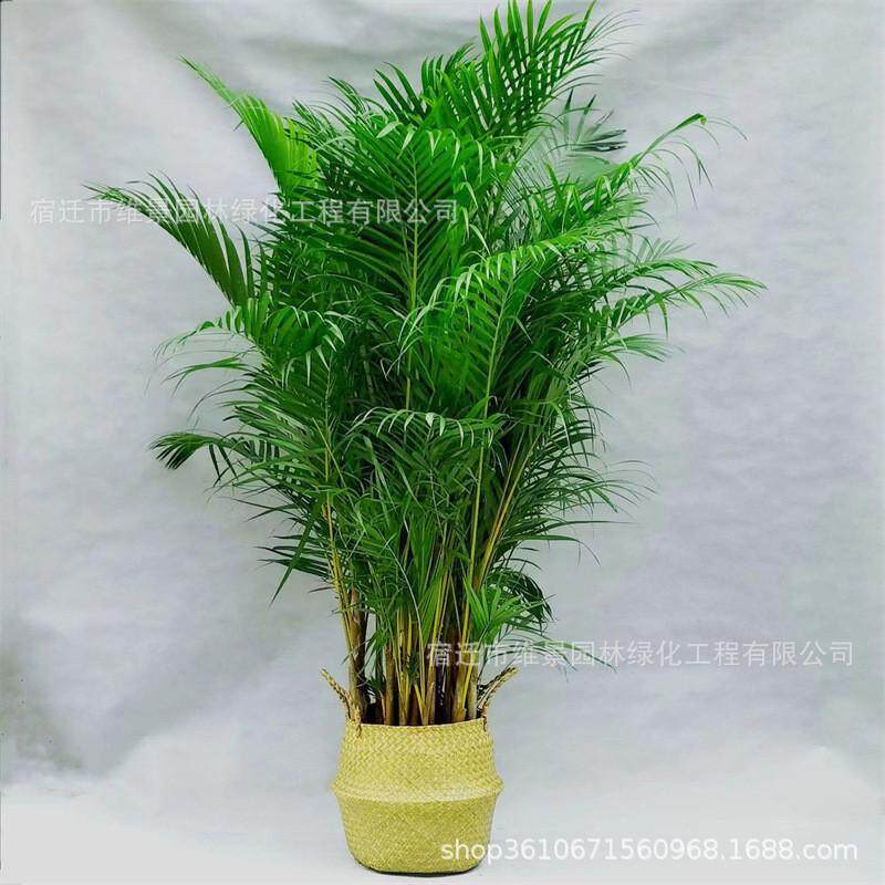 散尾葵绿植大型室内客厅盆栽凤尾竹夏威夷办公室大棵落地网红植物