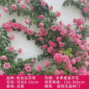 爬藤月季开花四季月季花苗特大花小苗带花苞藤本植物爬墙蔷薇花