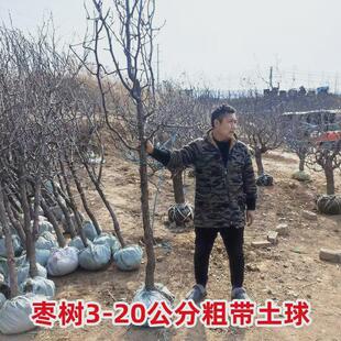 大枣树活苗带土球嫁接沾化冬枣大青枣南方北方种植高杆金丝枣树苗