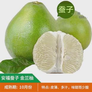 正宗安福蚕子金兰柚树苗江西萍乡柚子果苗井冈山白心金兰柚蜜柚苗