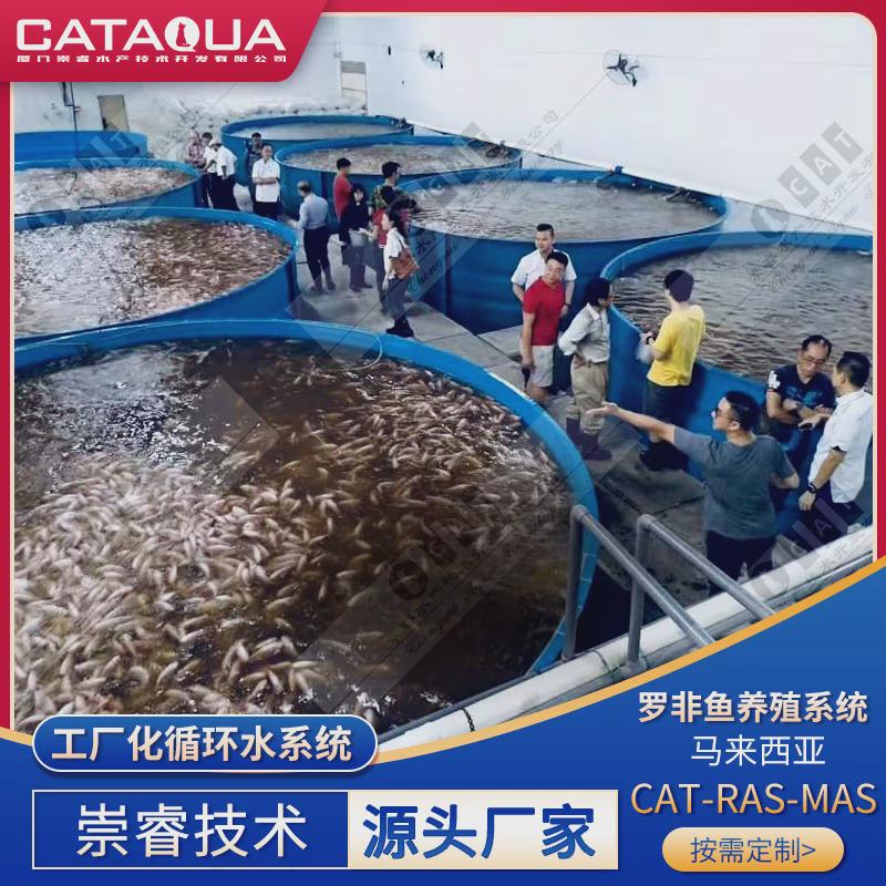马来西亚ras工厂化养殖循环水系统现代罗非鱼pp鱼池养殖渔场