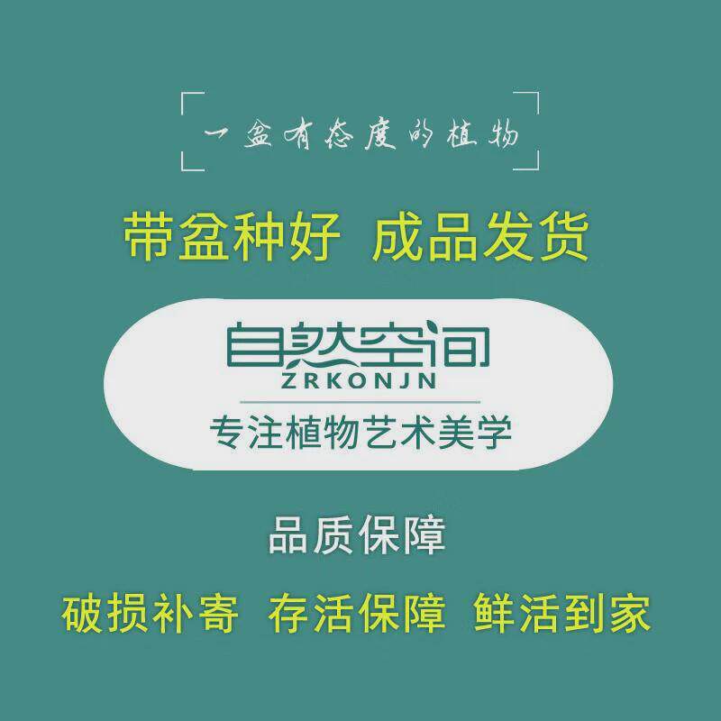 富贵竹盆栽文竹绿植茶几桌面赤美观小盆景紫砂楠植物摆件四季常青
