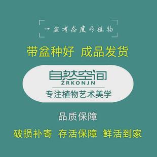 富贵竹盆栽文竹绿植茶几桌面四季常青楠小盆景紫砂美观植物摆件赤