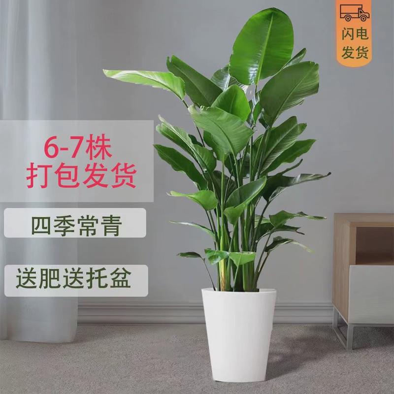 富贵鸟绿植盆栽花苗鸟鹤望兰焦带花苞室内大型客厅办公室天堂鸟