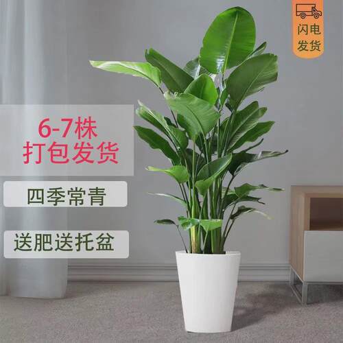富贵鸟绿植盆栽花苗鸟鹤望兰焦带花苞室内大型客厅办公室天堂鸟