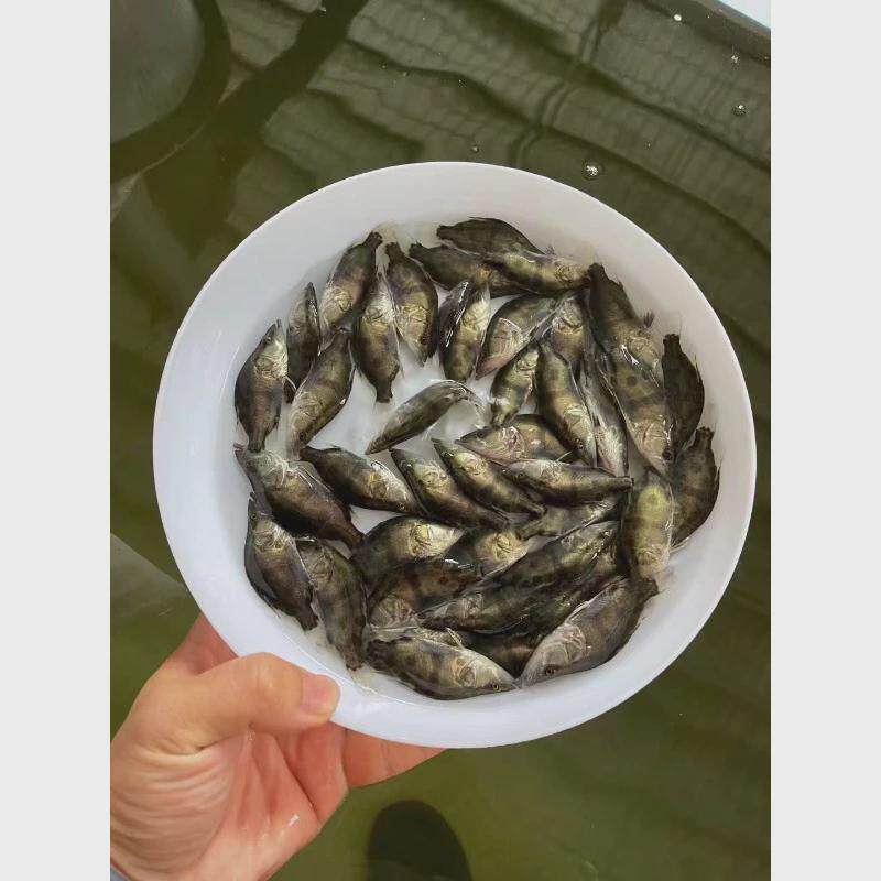 优质桂花鱼苗鳜鱼苗桂鱼路亚淡水养殖大规格翘嘴鳜鱼苗贵鱼包活