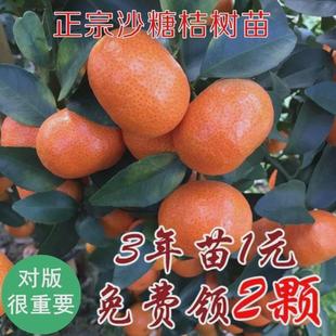 砂糖桔树苗 嫁接早熟新品种金秋沙糖橘 桔子橘子苗盆栽庭院果树苗