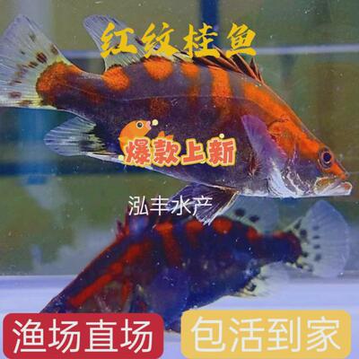 2024红纹鳜鱼苗翘嘴红纹桂鱼发已色淡水原生观赏鱼贵鱼桂鱼肉食性