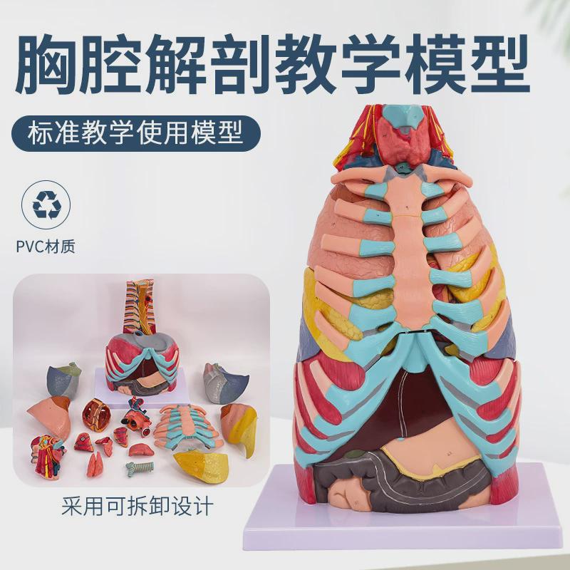 胸腔解剖模型血管软骨肌肉树肌腱内脏神经支气管和肺段心脏骨喉