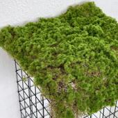 仿真绿植青苔藓皮青苔坪橱窗软装 饰人造草坪 苔藓绿地墙面植物墙装