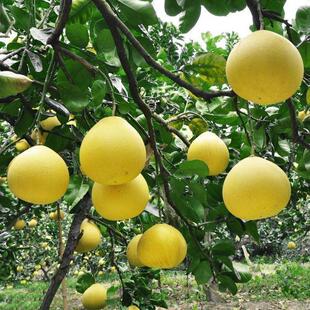 玉环文旦苗场南方庭院水果树苗浙江特大桔橘苗嫁接四季柚子苗树苗