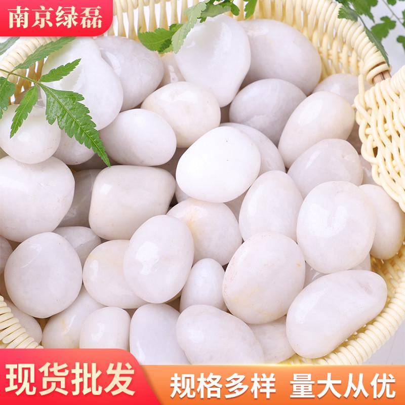 园林景观抛光鹅卵石盆栽鱼缸亮光雨花石园艺铺地装饰白色石头