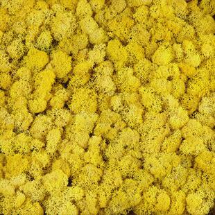 苔藓墙植物墙装饰墙绿苔diy微景观工艺品批发