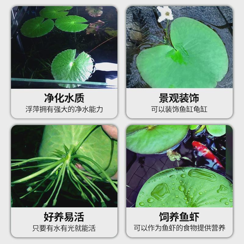 鱼缸专用一叶莲水培水草浮萍水草植物水芙蓉水上植物真草和鱼共养
