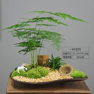 文竹植物盆景大室内盆栽桌面办公桌绿植水培陶瓷装饰摆件中式礼品