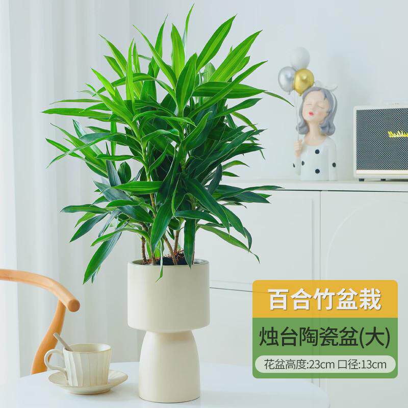 百合竹客厅绿植盆栽富贵竹室内真花阳台耐阴植物桌面花卉净化空气