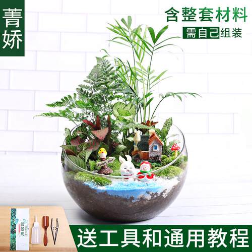 20c苔藓diy植生态瓶绿植物种微景观材料包切组合套装暖场活动大号