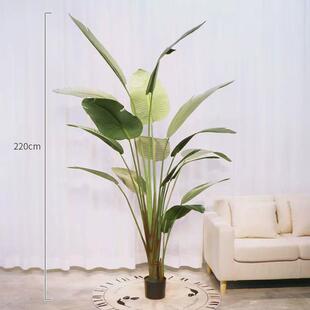 装扮造景仿真绿植旅人蕉柠檬树假植物连心葵大型针葵树仿真树盆栽
