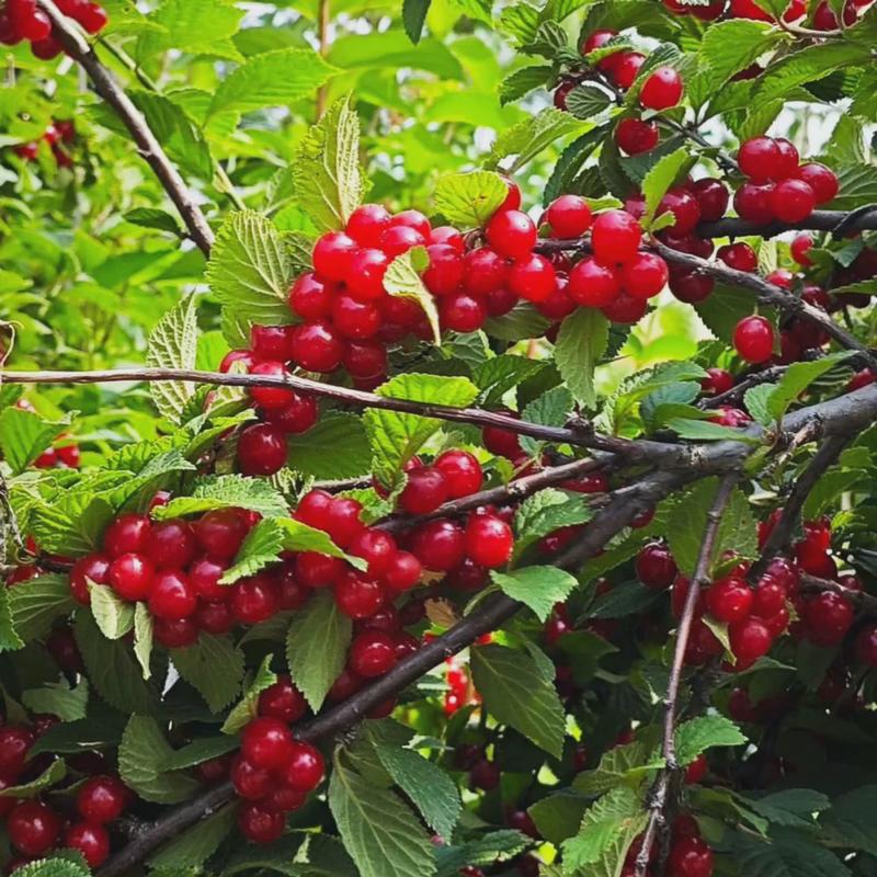 东北山樱桃种子种苗可食用毛樱桃山野果树苗庭院盆栽观赏四季易活