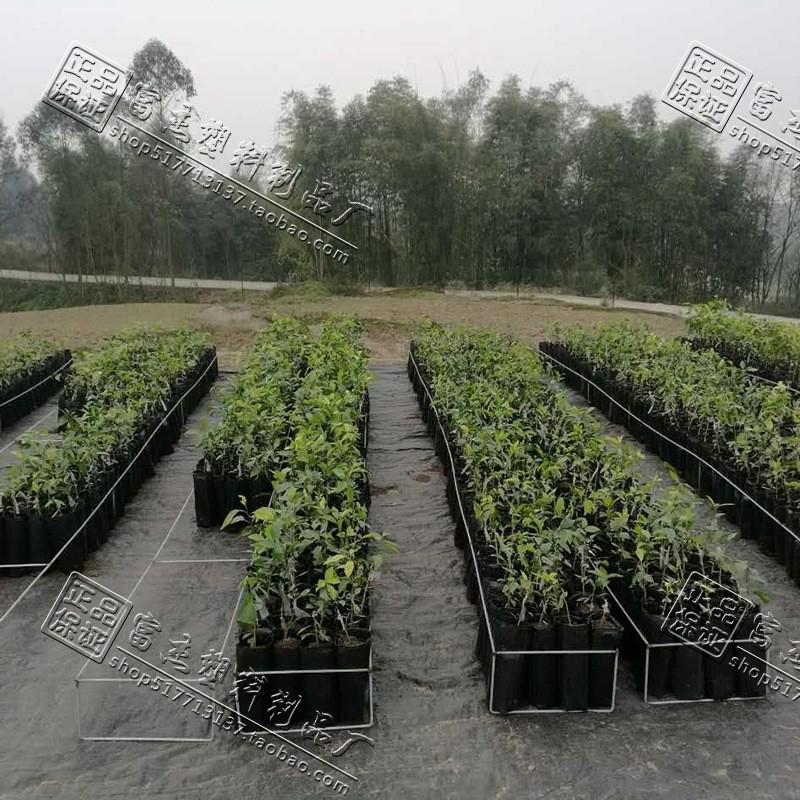 加厚黑色方口家庭园艺育苗苗营养杯花卉柑橘杯营养钵塑料育苗钵