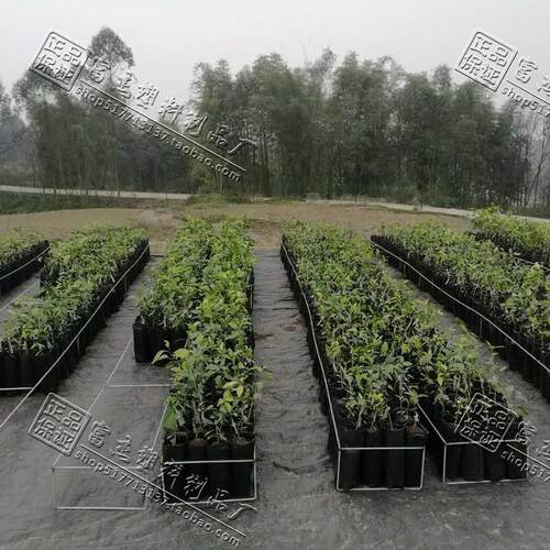 加厚黑色方口家庭园艺育苗杯营养杯花卉柑橘苗营养钵塑料育苗钵