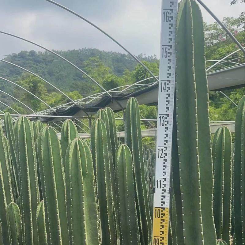 量天高度尺2米左右仙人球仙人球基地直发景观造景沙生植物