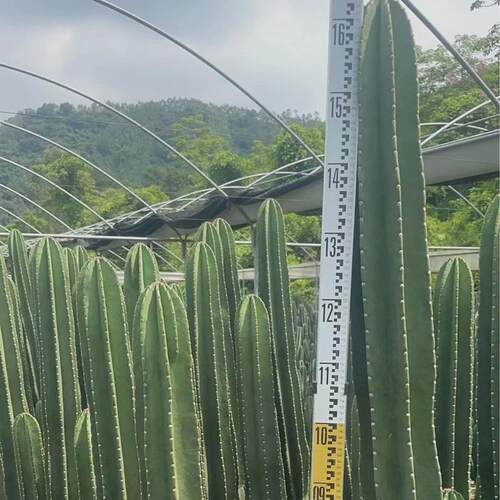 量天尺高度2米左右仙人球仙人球基地直发景观造景沙生植物