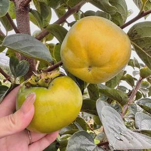 火晶柿子树苗南方北方地栽庭院果苗盆栽嫁接红灯笼小火罐当年结果