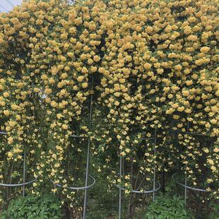正宗重瓣黄木香花苗爬藤植物庭院别墅花卉多花红蔷薇藤本浓香四季