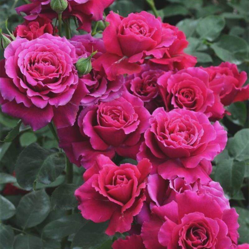 超新品红丘又叫天家胭脂月季苗河本纪念系列大花浓香四季开花