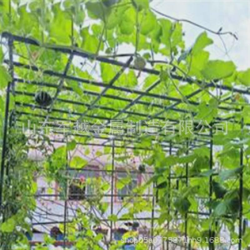 植物爬藤支架菜园钢管花支撑包塑黄瓜豆角西红柿葡萄月季花