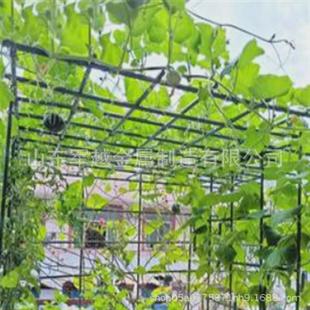 植物爬藤支架包塑钢管花支撑菜园月季花豆角西红柿葡萄黄瓜