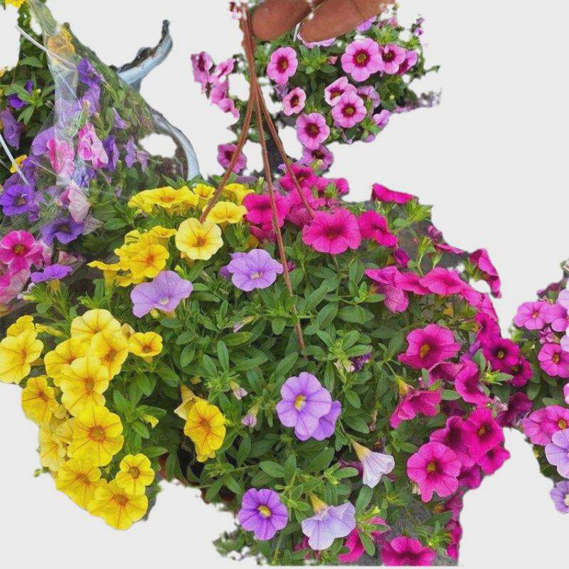 百万小玲盆栽舞春花矮牵牛花带花苞四季开花室外阳台庭院垂吊植物