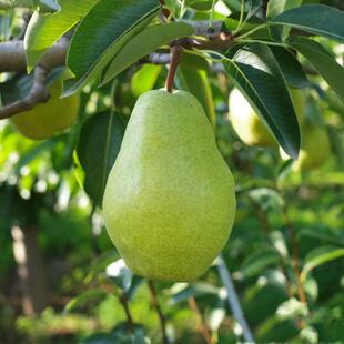 砀山梨树果苗嫁接酥梨活苗南方北方地栽耐寒特大盆栽种植当年结果