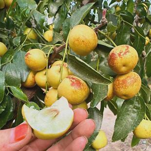 特大枣树活苗带土球老桩脆甜沾化冬枣庭院果树盆栽地栽金丝枣树苗