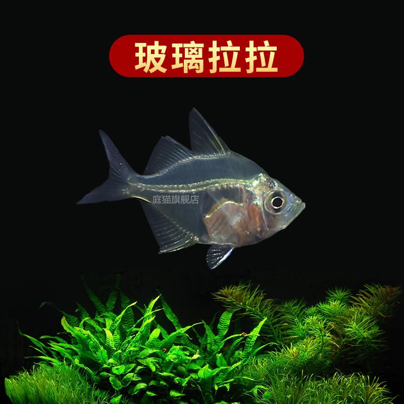 群游好养灯鱼大号热带鱼宠物鱼草缸水族馆观赏鱼小型淡水红绿灯鱼