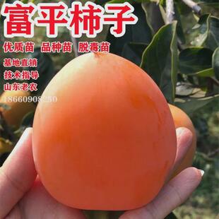 富平尖柿树苗南北方地栽特大果树盆栽嫁接软柿子树果苗当年结果