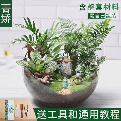 20c苔藓场微景观生态瓶绿植物种植材料包切组合套装暖diy活动大号