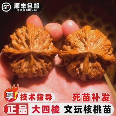 核桃树果苗大四棱文玩核桃树苗四棱铁核桃药包异形四座楼核桃苗树