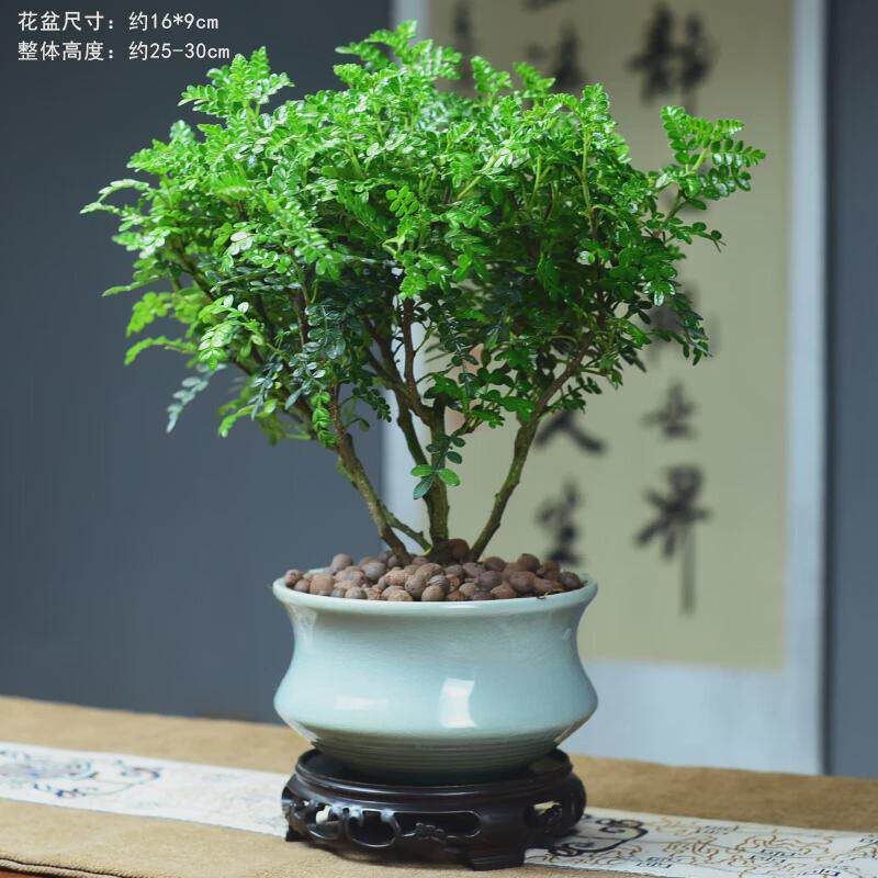 zr胡椒木清香清香木植物盆栽室内桌面绿植景岚盆景新中式摆件礼品