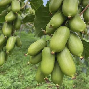 猕猴桃树苗软枣猕猴桃树果苗龙城软枣子苗带土盆栽地栽南北方种植