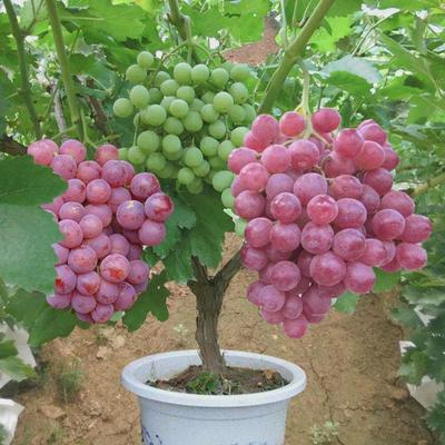 新品种美国红提葡萄苖无子葡萄树苖盆栽庭院爬藤四季结果树苖