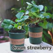 罗勒植物香草薄荷迷迭香百里香 香料食用植物