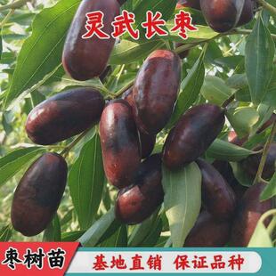 灵武长枣树苗特大嫁接枣树活苗冬枣树苗南北方种植当年结果