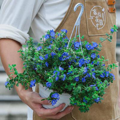 蓝星花盆栽吊兰带花苞室内阳台四季开花植物室外吊挂绿植花卉垂吊
