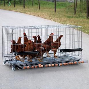 养鸡子家用蛋鸡养殖笼户外大号家庭鸡笼清粪自动滚蛋母鸡折叠笼