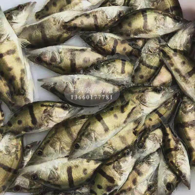 鳜鱼桂花鱼苗鳜鱼苗桂鱼苗淡水养殖大规格翘嘴优质路亚贵鱼包活